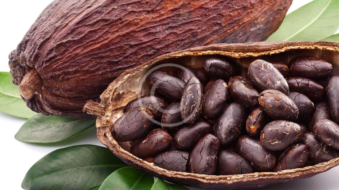 Sorting Cacao Beans